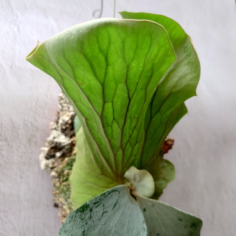 【ritv】 P. elephantotis mutant ビカクシダ P.elephantotis mutant① 在庫僅か @bikamori.com ビカクシダ