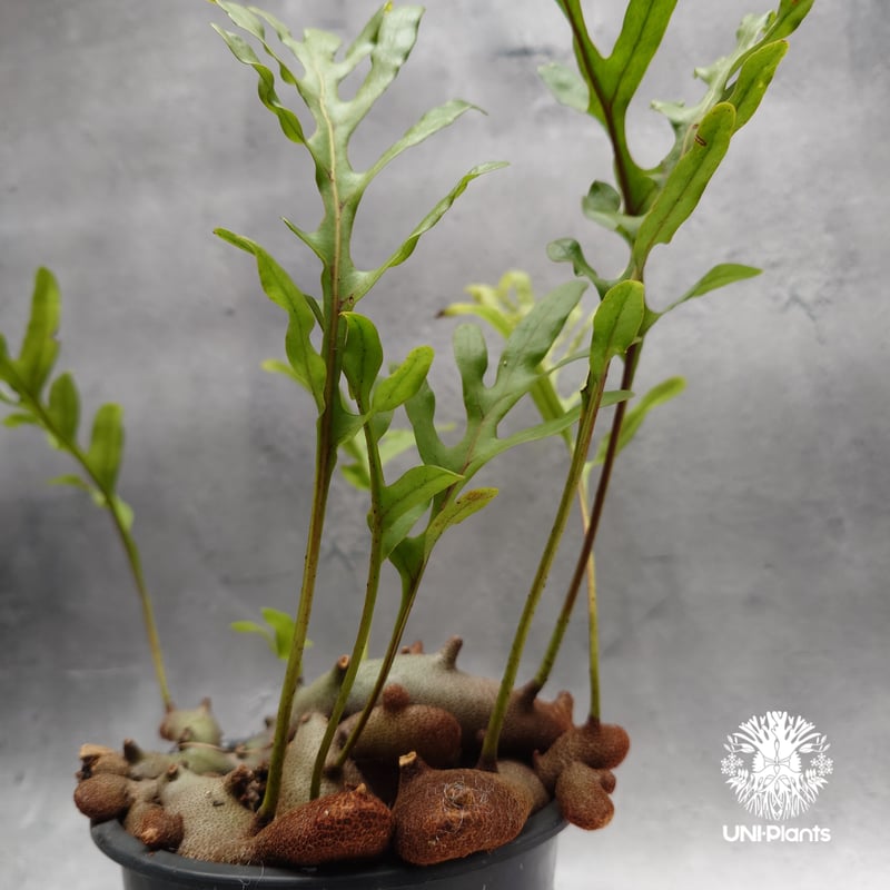 Lecanopteris crustacea narrow レカノプテリス クルスタセア ナロ