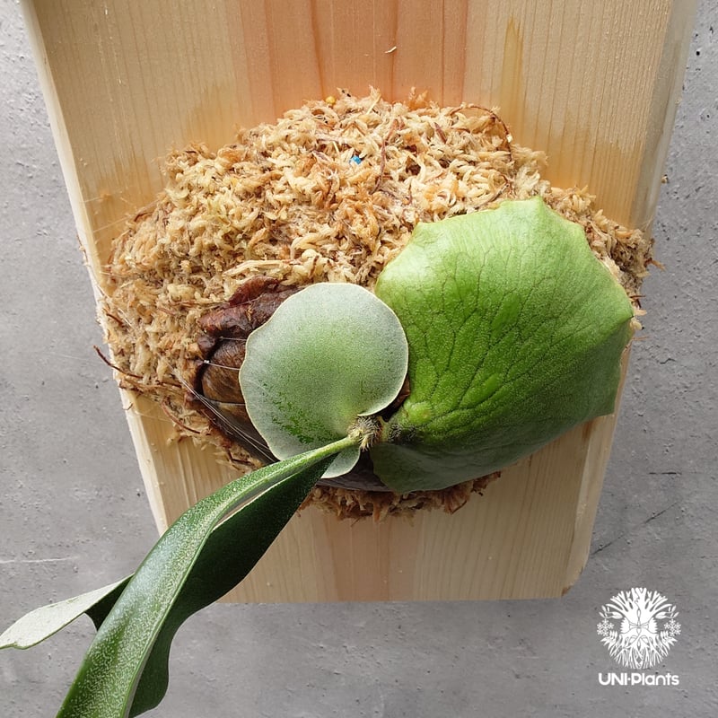 ビカクシダ アルシコルネ アフリカ×アルシコルネ マダガスカル hybrid