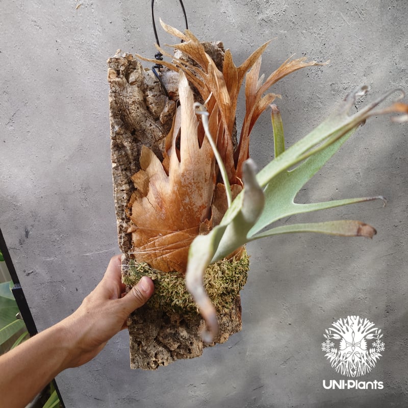 ビカクシダ ベイチー(子株) Platycerium veitchii(pup) コウモリラン