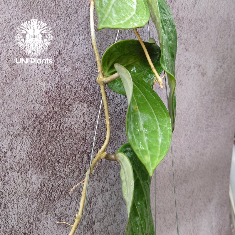 Hoya Latiforia ホヤ ラティフォリア 大ぶり!! ホヤ 植物 ホヤの花 観葉