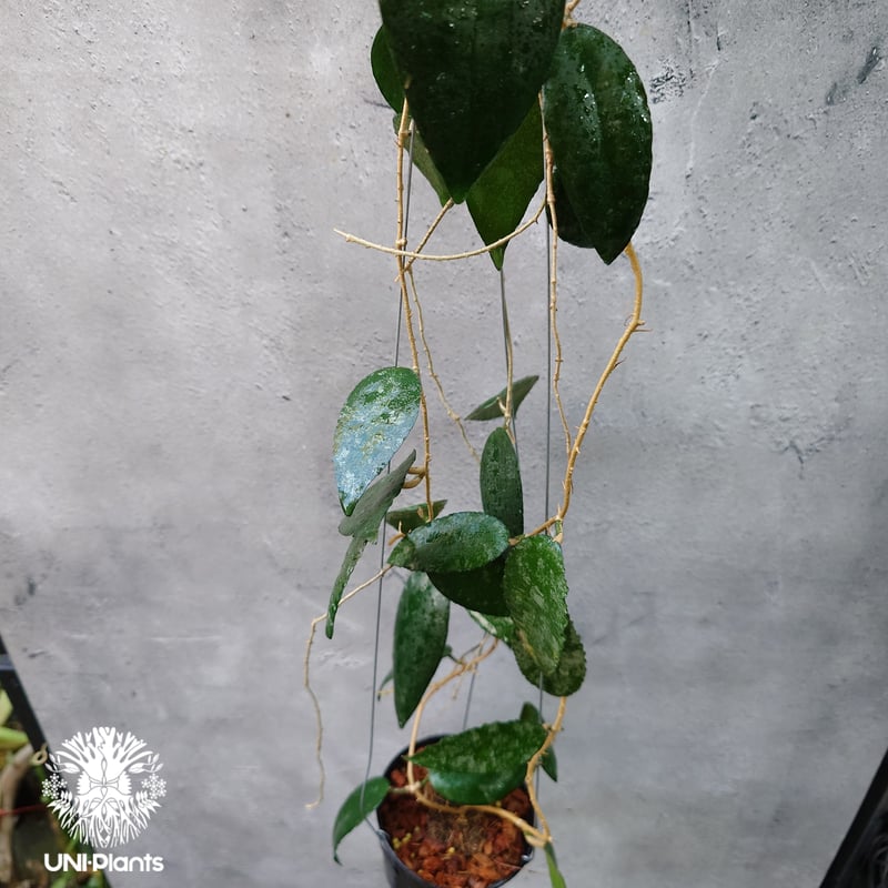 Hoya Caudata ホヤ カウダータ ホヤ植物 珍奇 珍しい 希少 レア つる性