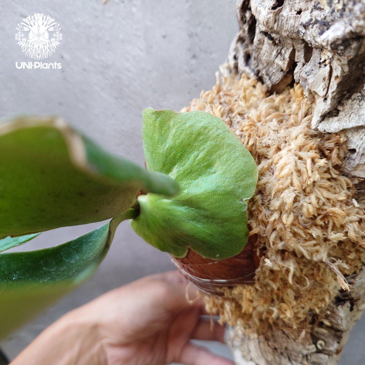 ビカクシダ エリシー Platycerium ellisii コウモリラン ビカクシダ 