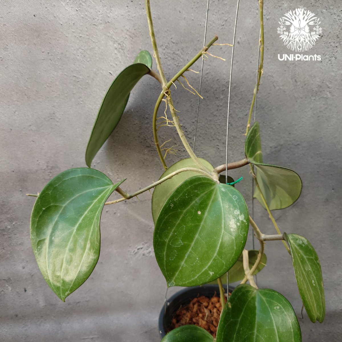 Hoya Latiforia wild ホヤ ラティフォリア ワイルド株 大ぶり!! ホヤ 植