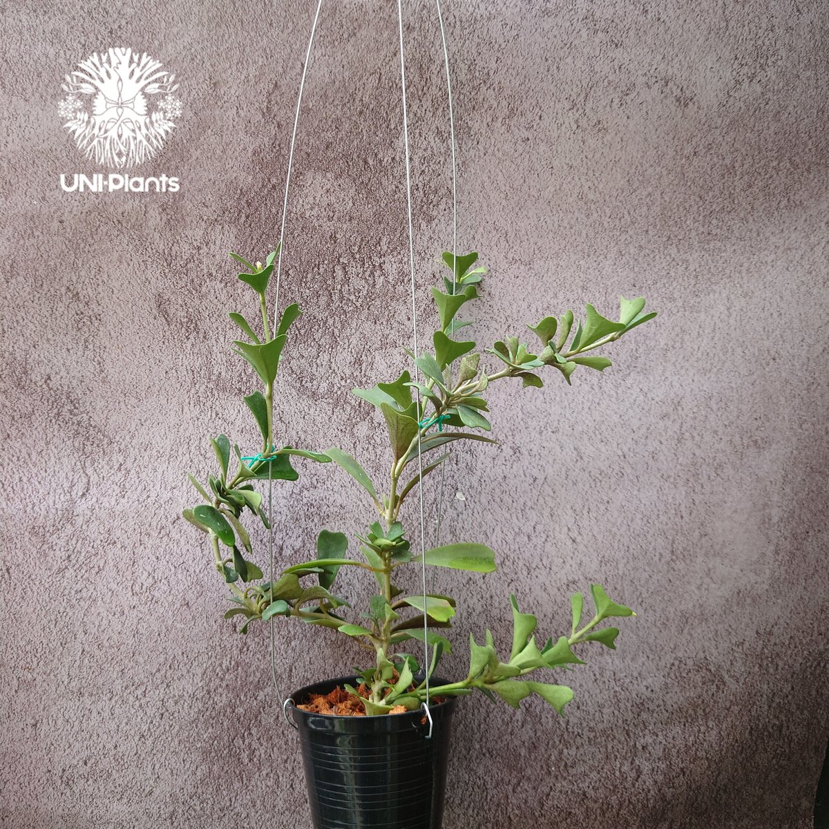 Hoya Manipurensis ホヤ マニプレンシス ホヤ植物 ホヤの花 観葉植物 