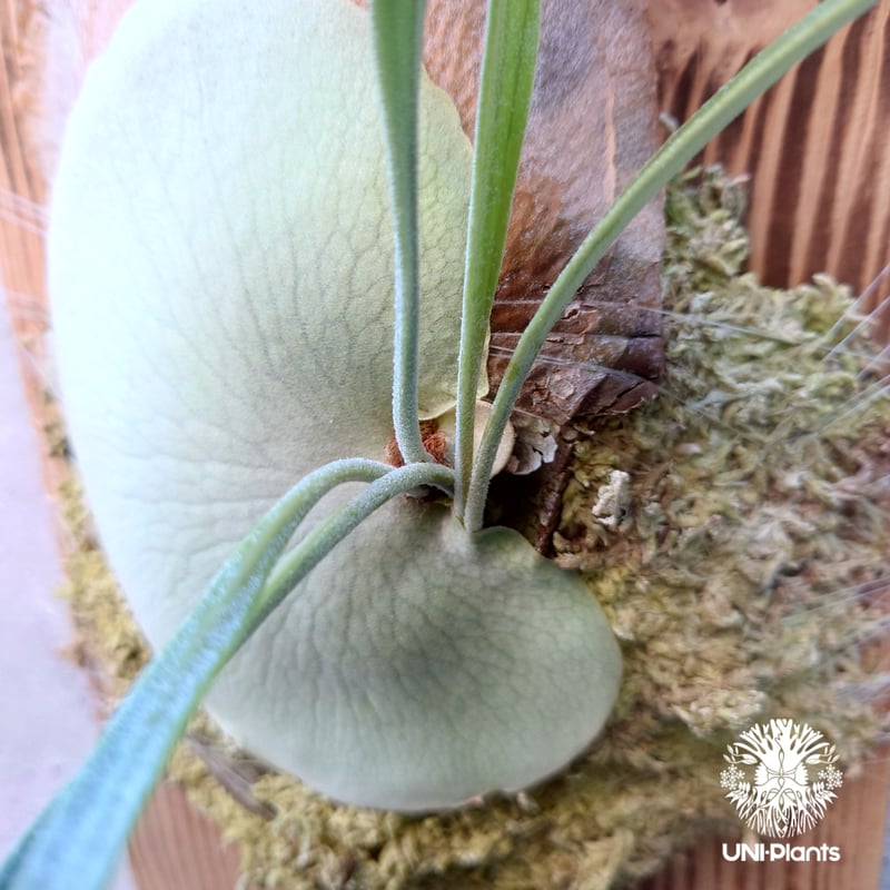 P. 'Blue Vista' ビカクシダ　親株　子株有 P. 'Blue Vista' ビカクシダ 親株 子株有