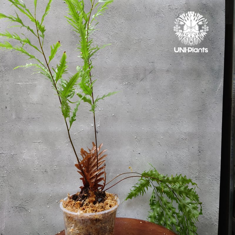 s*0様 Drynaria rigidula `whitei‘ 株分 ◎＿◎；）☆Drynaria rigidula 'Whitei'シダ☆大株☆