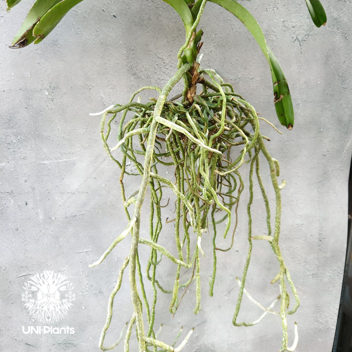 開花間近 バンダ 洋蘭 Vanda orchid 大株 ラン 蘭 花が綺麗な洋 開花間近 バンダ 洋蘭 Vanda orchid 大株 ラン 蘭 花が綺麗な洋