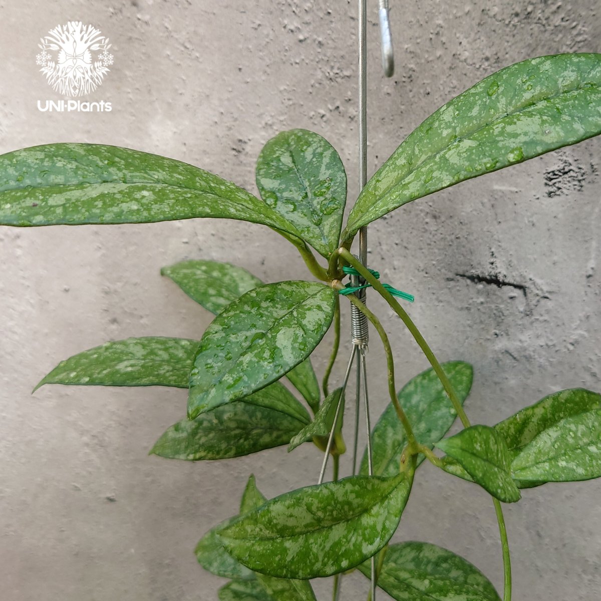 Hoya Crassipetiolata super splash ホヤ クラシペティオラータ