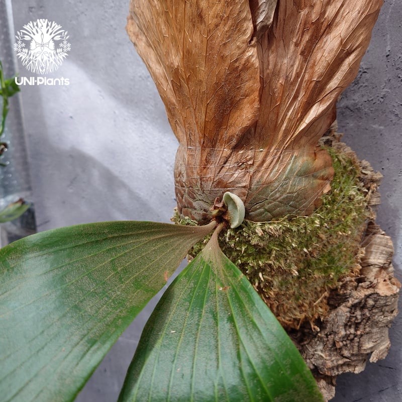 Platycerium elemaria (P. elephantotis x P. andi