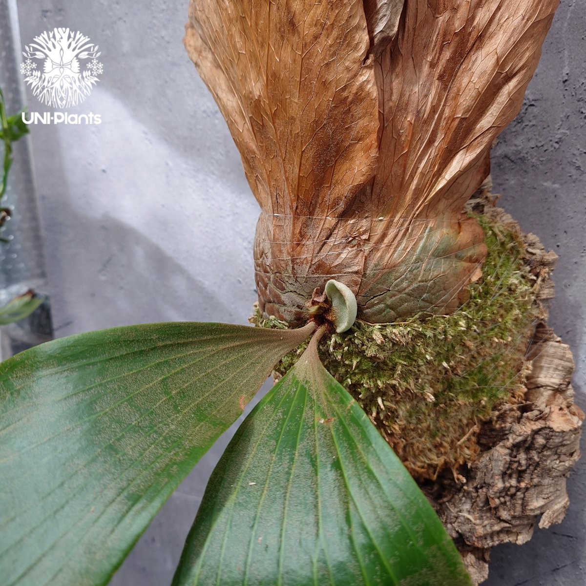 Platycerium elemaria (P. elephantotis x P. andi