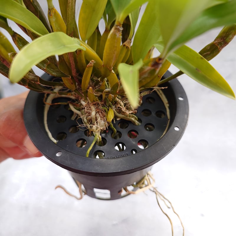 Dendrobium farmeri 'Pink' デンドロビューム ファーメリー (ピンク）