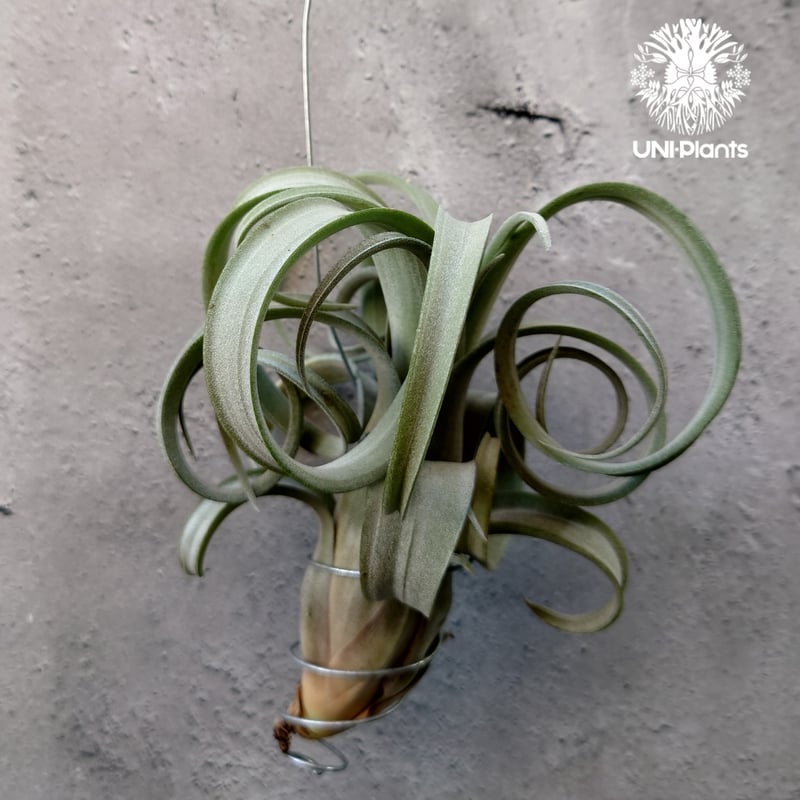 Tillandsia Curly slim チランジア カーリースリム Hybrid-Till