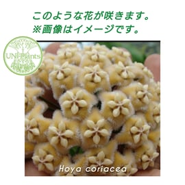 レアなホヤ植物 入荷しております! | UNI-Plants ビカクシダ レアなホヤ植物 入荷しております! | UNI-Plants ビカクシダ