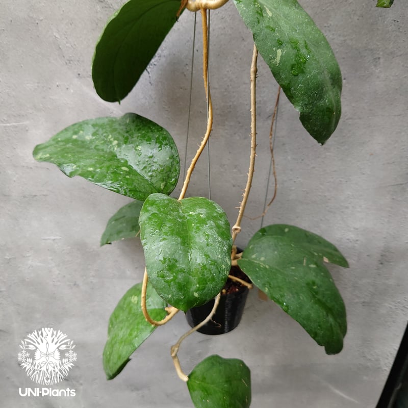 Hoya cv.elephant(AH027) Hoya priktai or Hoya AH
