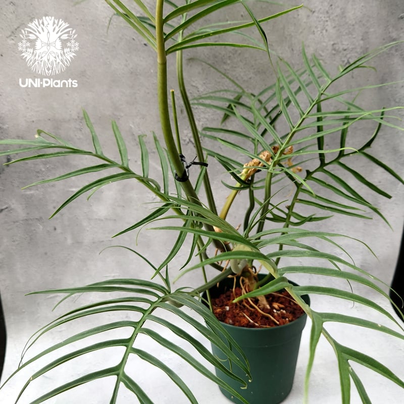 Philodendron tortum フィロデンドロン トータム フィロデンドロン