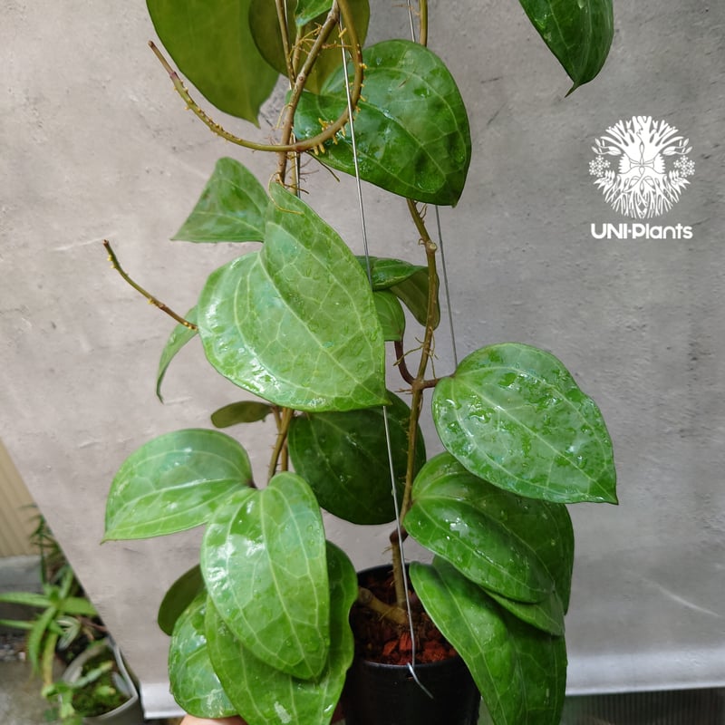 Hoya Sarawak pink ホヤ サラワック ピンク ホヤ植物 Hoya plants