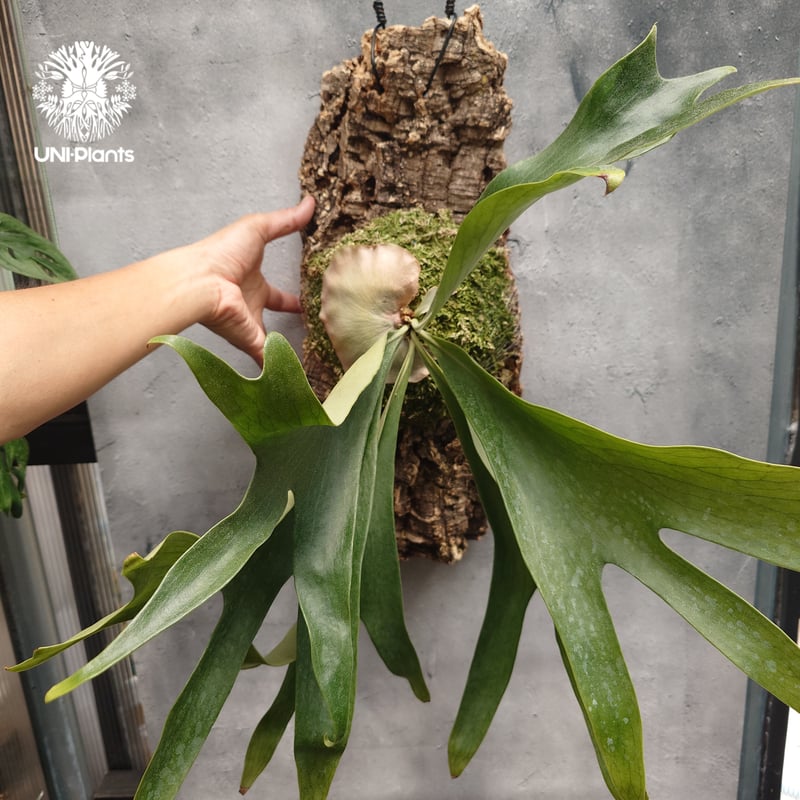 Platicerium Hillii ヒリー Platycerium hillii Excellence ビカクシダ ヒリー エクセレンス