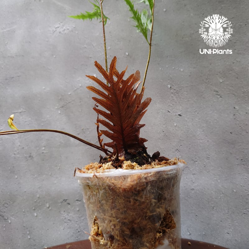 再入荷! Drynaria rigidula `whitei ドリナリア·リギデュラ'ホワイテ