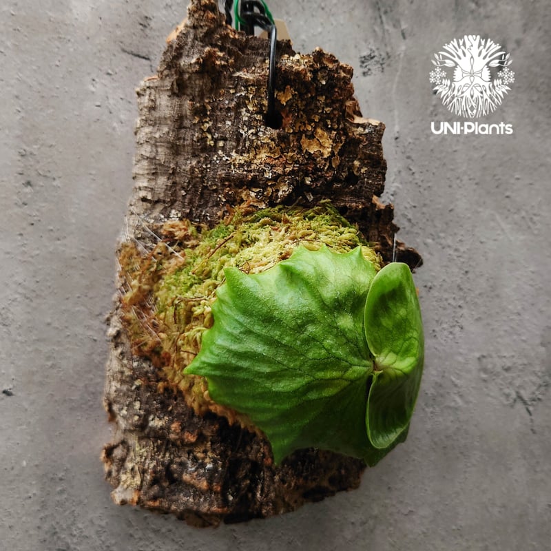 ビカクシダ　ホーンズサプライズ大株　Horne's Surprise OC株 楽天市場】(現品) ビカクシダ 'ホーンズサプライズ' (TC) (No