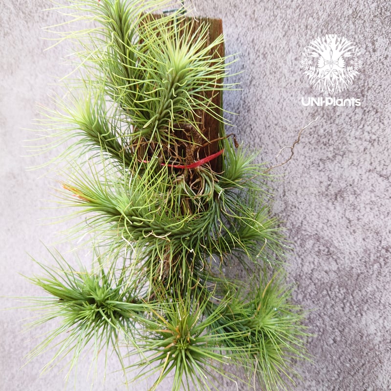 Tillandsia funckiana large form ティランジア チランジア・フン