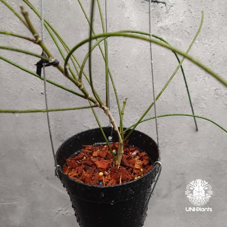 Hoya spartioides ホヤ スパルティオイデス ホヤ植物 ホヤの花 Hoya Plants 珍しい 希少