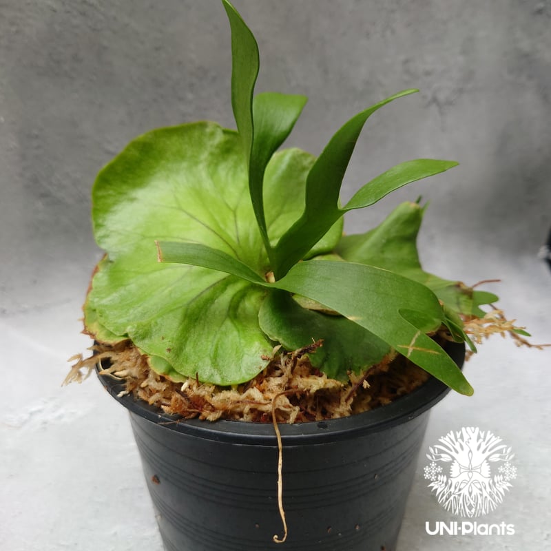 ビカクシダ Null ビカクシダ キッチャクード シンリーフ Platycerium Kitshakood thin