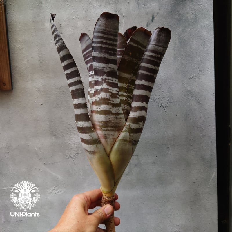 Aechmea chantinii Black ice エクメア・チャンティニー