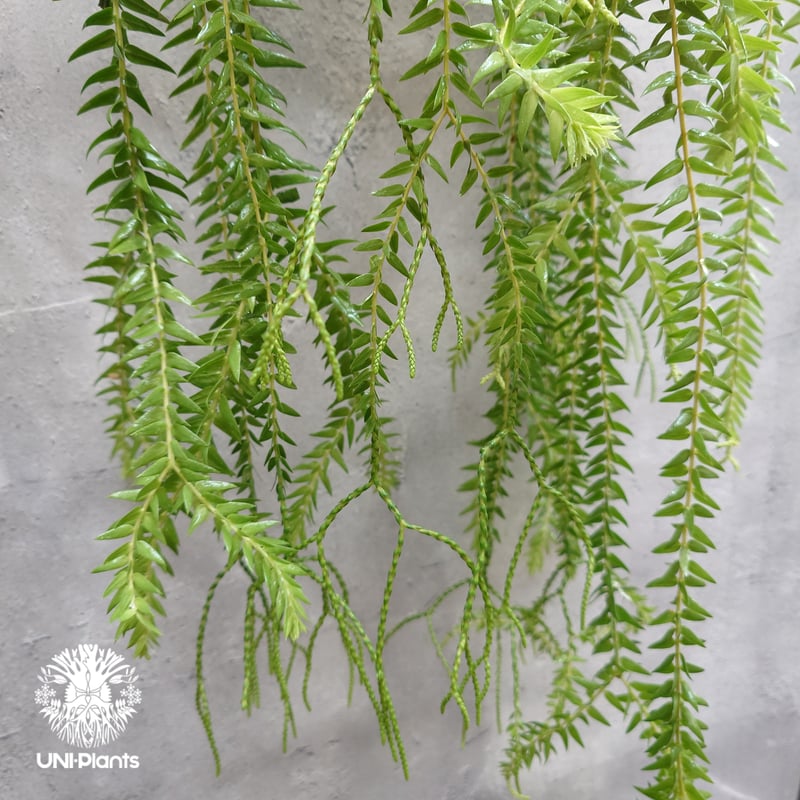 Huperzia spp. フペルジア Phlegmariurus (フレグマリウルス) 観