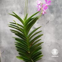 【タイ直輸入】着生ラン Ramasamyara Jairak Blue 'mutant pink ｜珍品・希少ラン・蘭の花｜Orchid