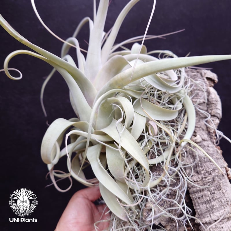 Tillandsia xerographica チランジア・キセログラフィカ インテリア