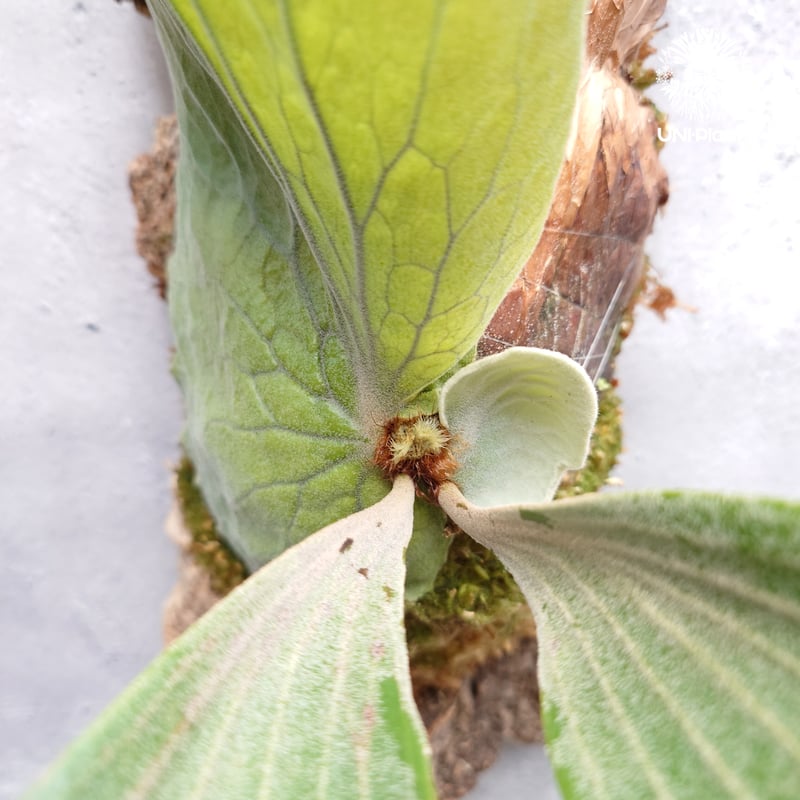 Platycerium elemaria (P.elephantotis x P.andinu