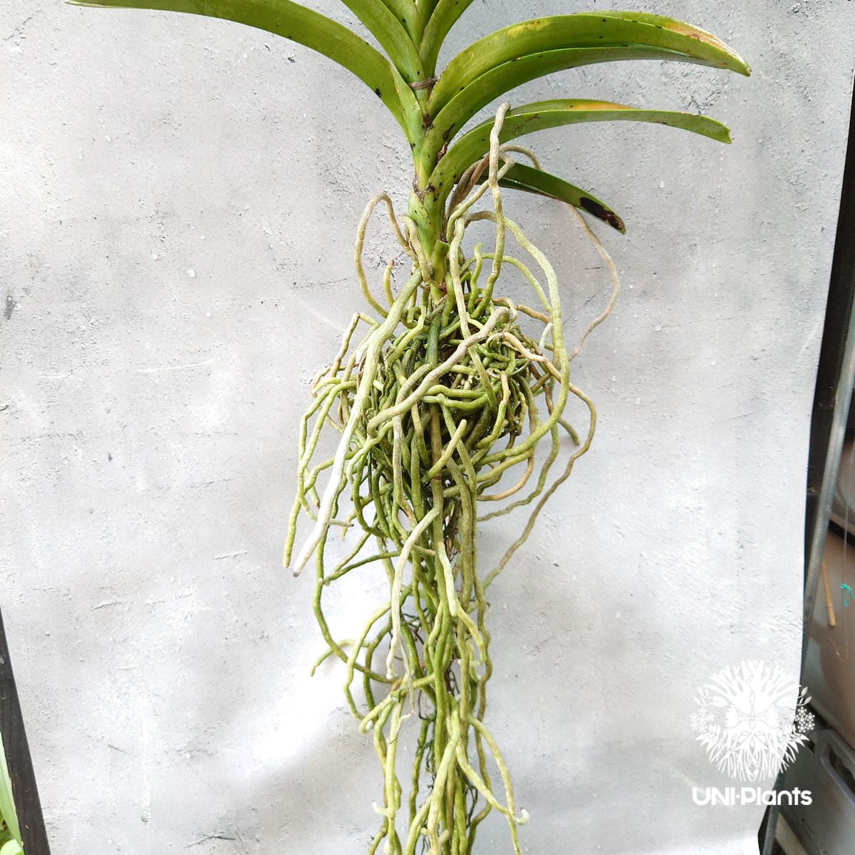 開花間近 バンダ 洋蘭 Vanda orchid 大株 ラン 蘭 花が綺麗な洋 開花間近 バンダ 洋蘭 Vanda orchid 大株 ラン 蘭 花が綺麗な洋
