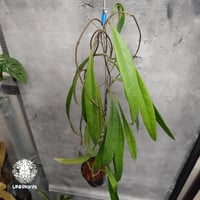 Hoya Sulawesiana ホヤ スラウェシアナ ホヤ植物 Hoya plants 珍しい 希少 レア つる性 つる性植物 ハンギング ハンギング植物