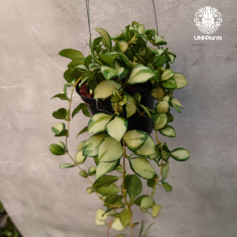 ホヤ ヘウスケリアナ バリエガータ Hoya Heuschkeliana variegata