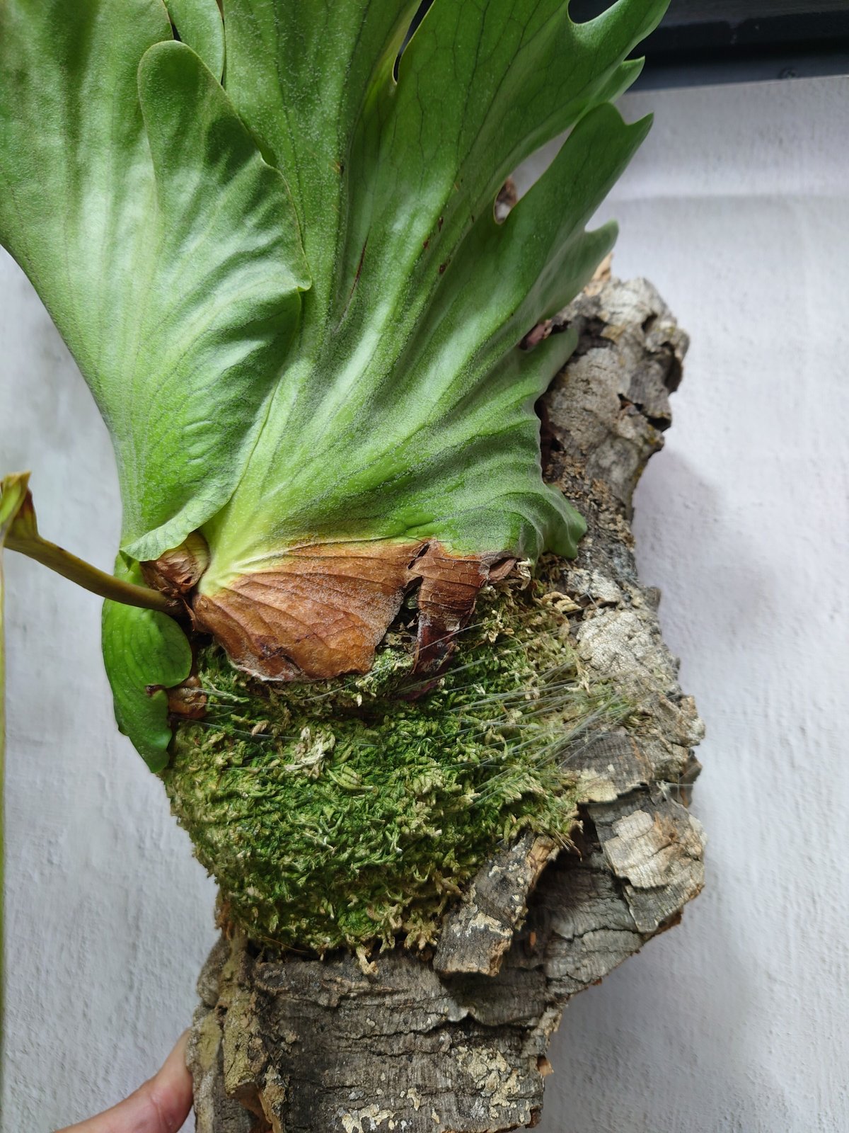 ビカクシダコロナリウム〔Thinthin〕コルク付け3