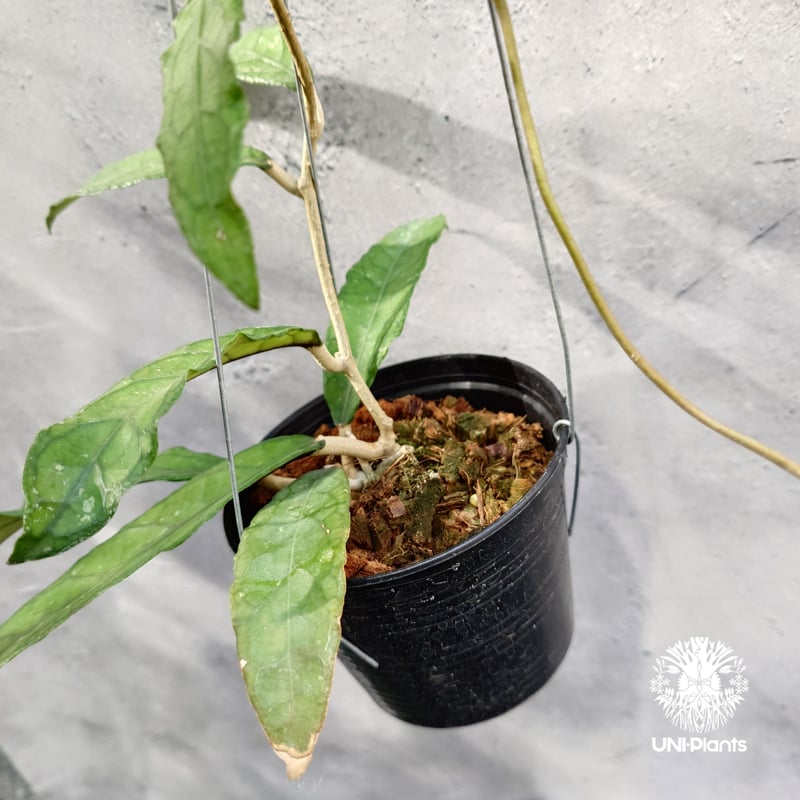 Hoya Aceh (NAP 01) ホヤ 希少 ホヤ植物 ホヤの花 珍しい 希少なホヤ