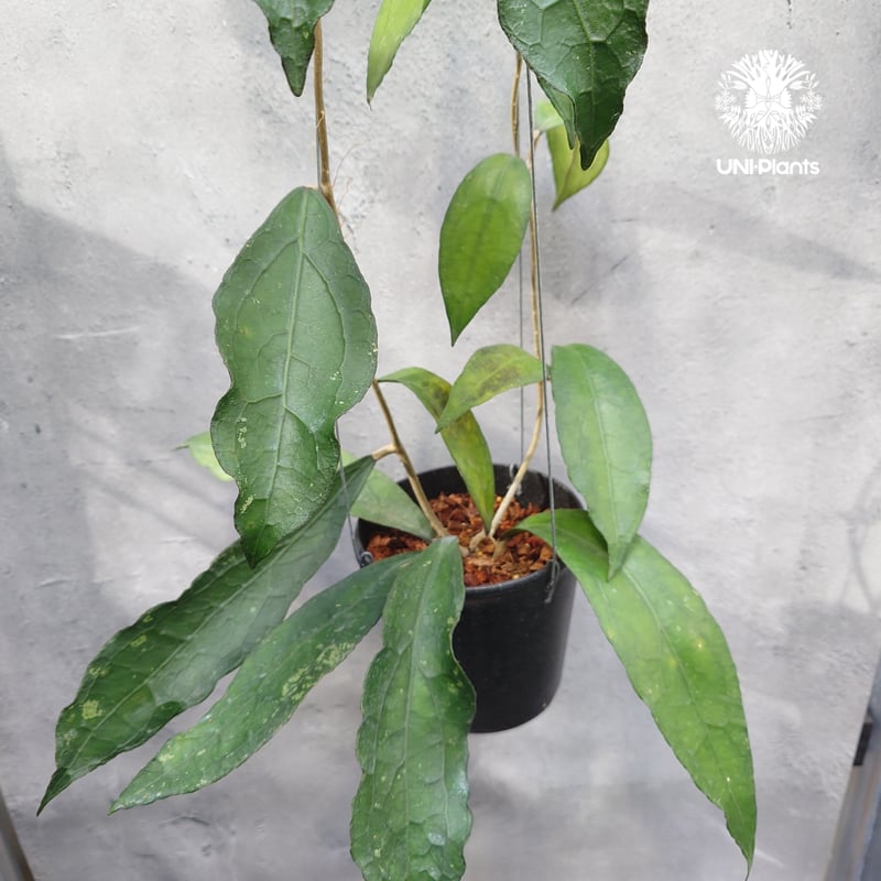 限定1株入荷 Hoya Clemensiorum short leaves ホヤ クレメンシ