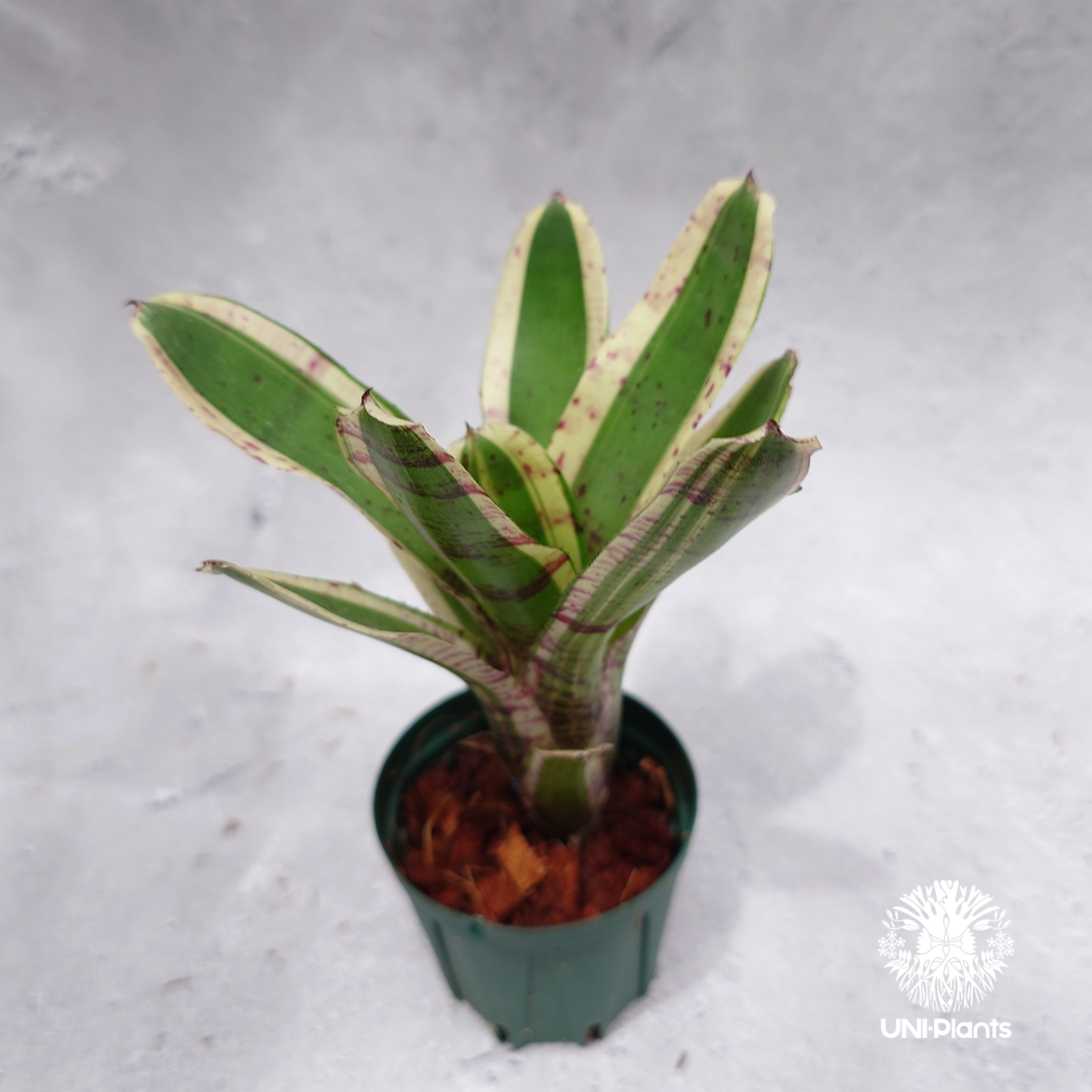 Neoregelia Hello Kitty ネオレゲリア ハローキティ Neoregeli