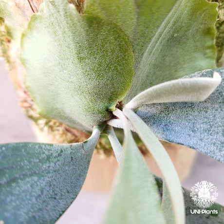 Platycerium willinckii wild East Java (pup) ビカクシダウィリンキー ワイルド株 ビカクシダ板付け