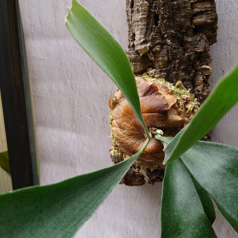 ビカクシダ(コウモリラン) ビフルカツム Platycerium bifurcatum | U
