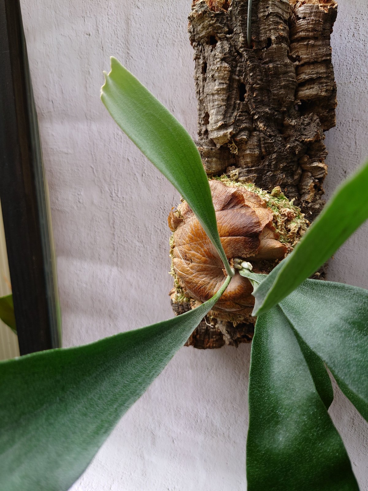ビカクシダ(コウモリラン) ビフルカツム Platycerium bifurcatum | U