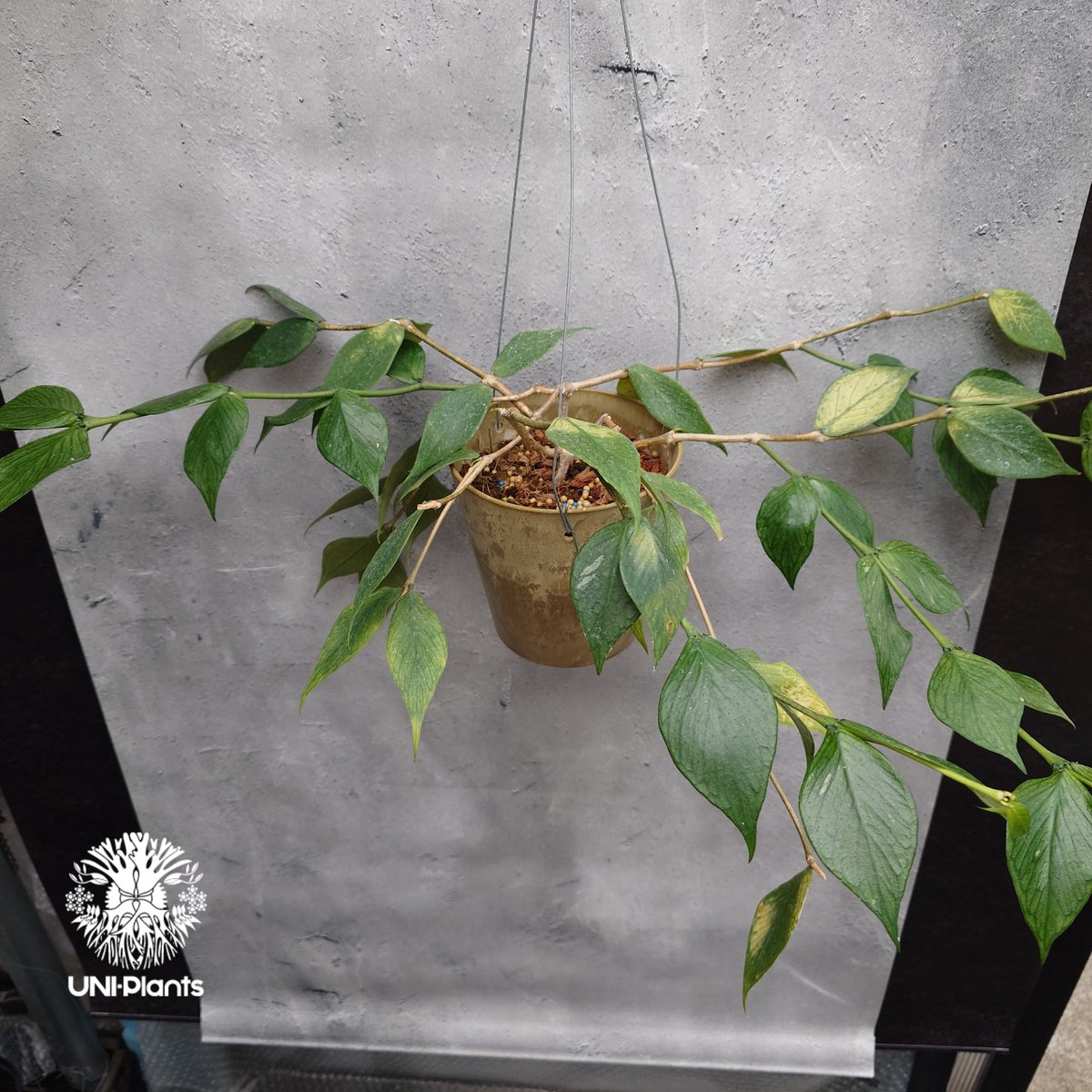 Hoya Polyneura ホヤ ポリネウラ ホヤフィッシュボーン ホヤ植物 ホヤ