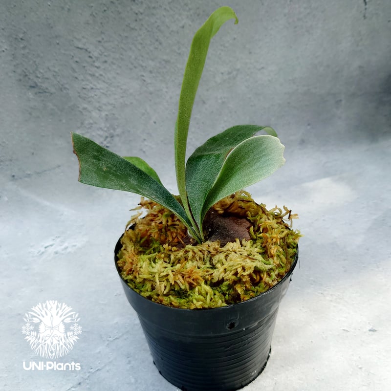 ビカクシダ P. Lemoinei no shield Platycerium Summer Breeze (P.Lemoinei x P.Bicor