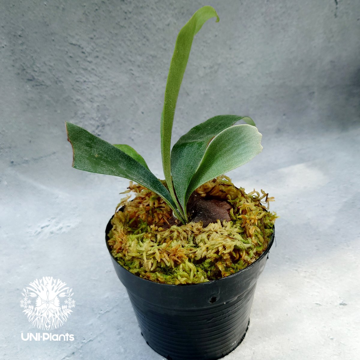 Platycerium Summer Breeze (P.Lemoinei x P.Bicor