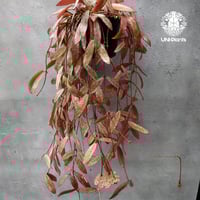 Hoya Aceh (NAP 01) ホヤ 希少 ホヤ植物 ホヤの花 珍しい 希少なホヤ