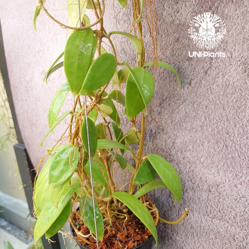 花座いっぱい! Hoya Parasitica lite pink ホヤ パラシティカ