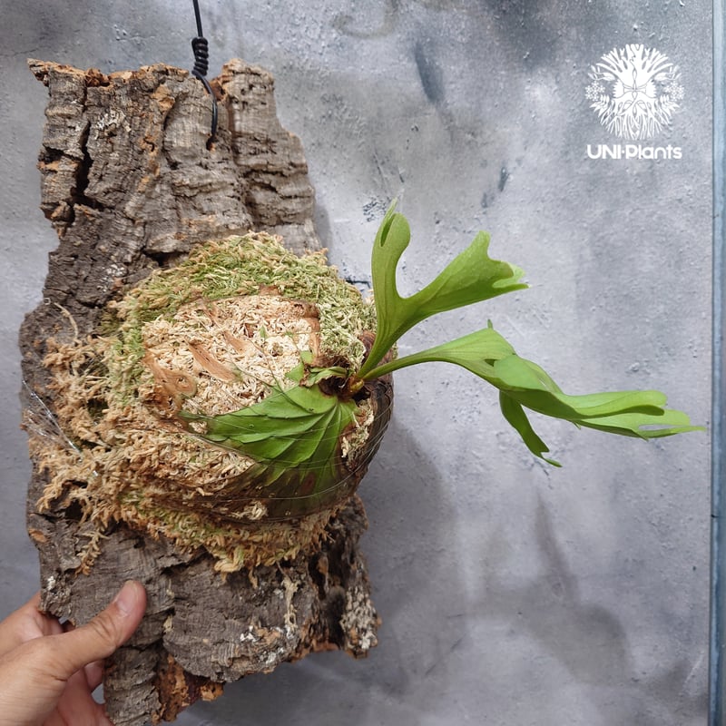 ビカクシダ　リドレイ　ワイルド　Platycerium ridleyi② ワイルド リドレイ P.ridleyi WILD ボルネオ輸入株 一点物 検