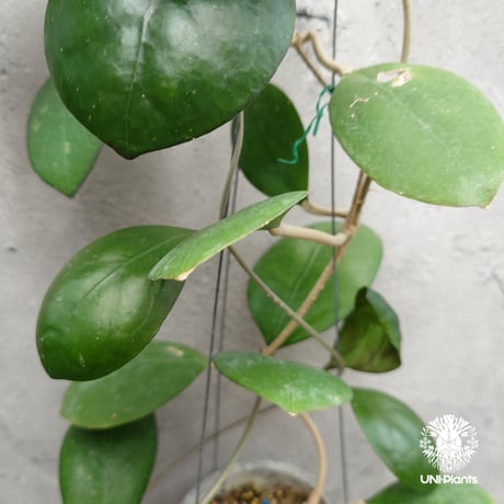 Hoya cv. Nathalie ホヤ cv.ナタリー ホヤ植物 希少なホヤ植物 レア つる性 つる性植物 ハンギング ハンギング植物