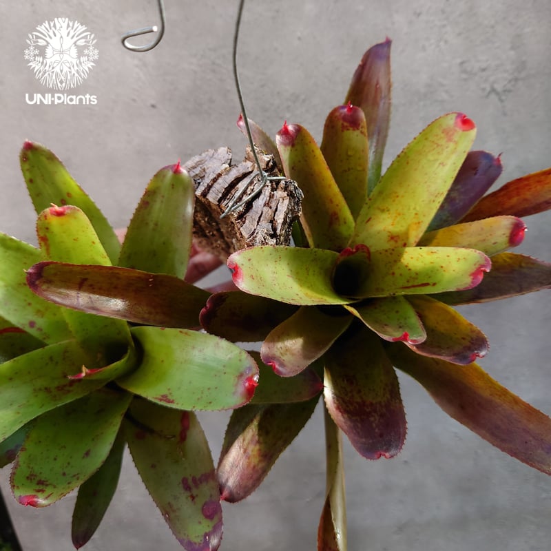 ブロメリア・エアープランツ Neoregelia High Voltagde Neoregelia High Voltagde ブロメリア・エアープランツ